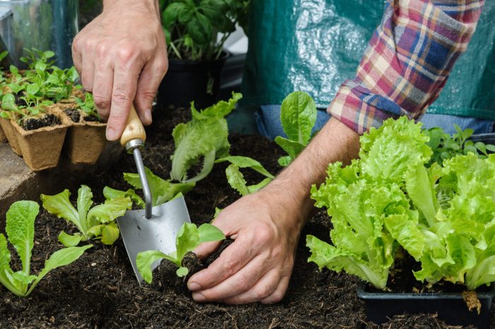 How to pot plant from ground