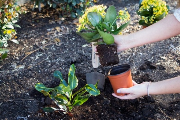 How to pot plant from ground