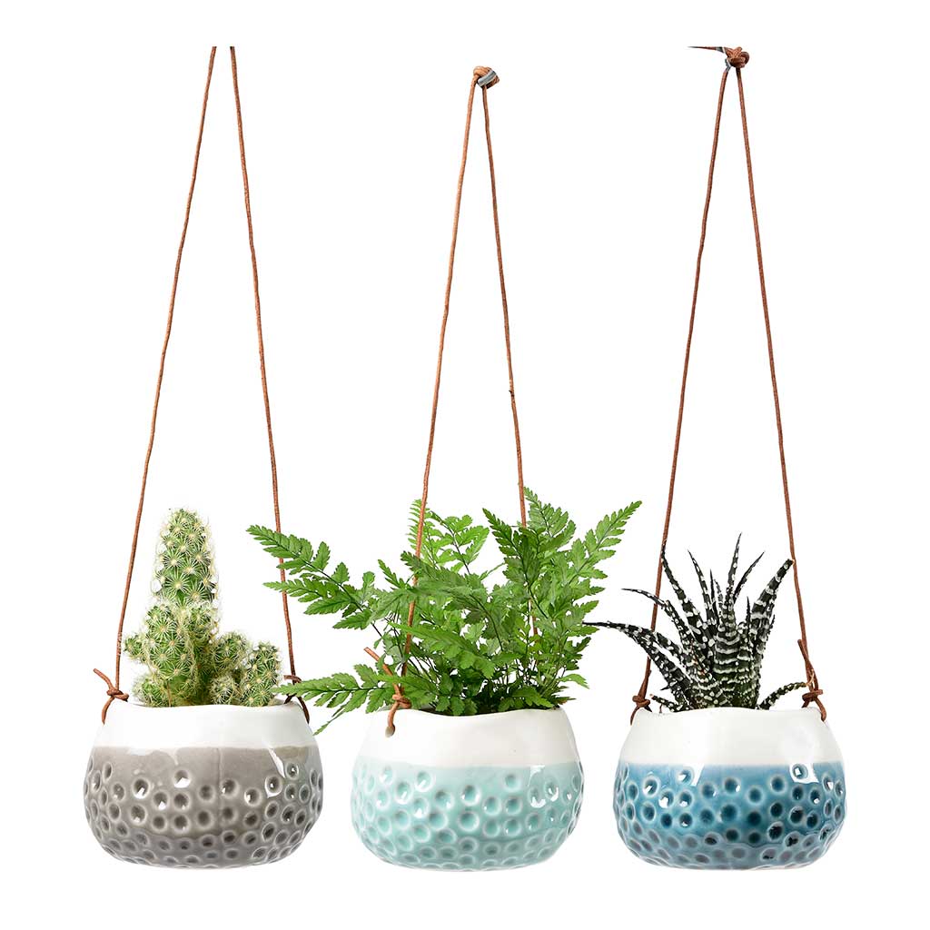 Planters wall indoor planter plants mounted plant faq where shop do decor marthastewart article