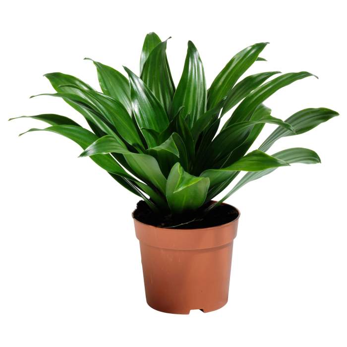 Plant that looks like a pot plant