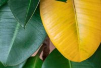 Pot plant leaves turning yellow