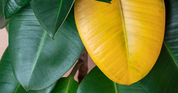 Pot plant leaves turning yellow